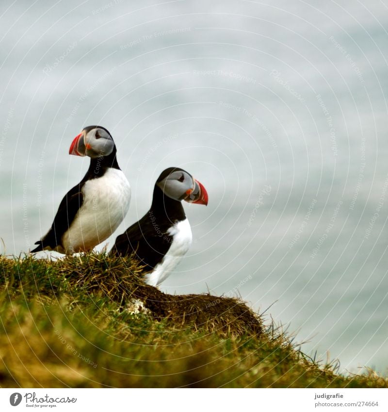 Island Umwelt Natur Pflanze Tier Gras Küste Meer Wildtier Vogel Papageitaucher frei schön natürlich niedlich mehrfarbig Schnabel Farbfoto Außenaufnahme Tag