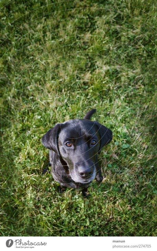 Mein Herzhund Gras Wiese Tier Hund Labrador 1 Blick sitzen Freundlichkeit natürlich Neugier Vertrauen Freundschaft Tierliebe Wachsamkeit Liebling Treue Farbfoto