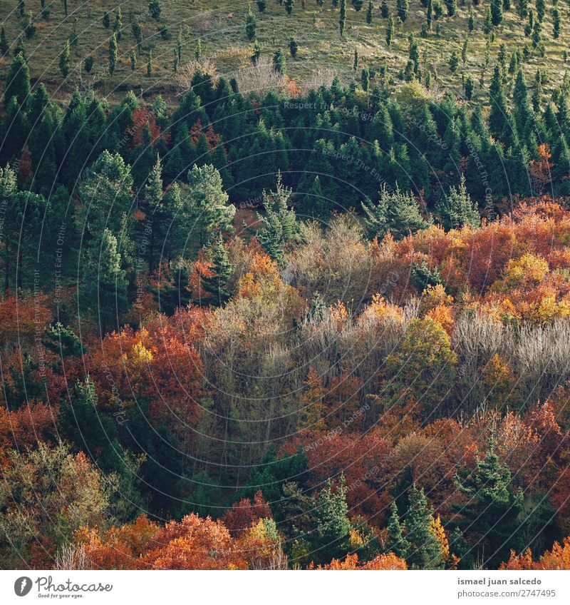 Bäume im Berg Berge u. Gebirge Baum Farbe farbenfroh Wald Natur Landschaft Außenaufnahme Ferien & Urlaub & Reisen Platz Ausflugsziel Herbst fallen Hintergrund