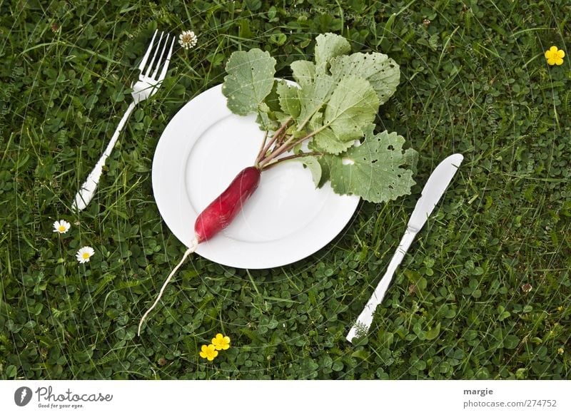 Radieschen- Diät: Ein Radieschen auf einem weißen Teller mit Messer und Gabel in einer Wiese Lebensmittel Gemüse Salat Salatbeilage Rettich Ernährung Frühstück