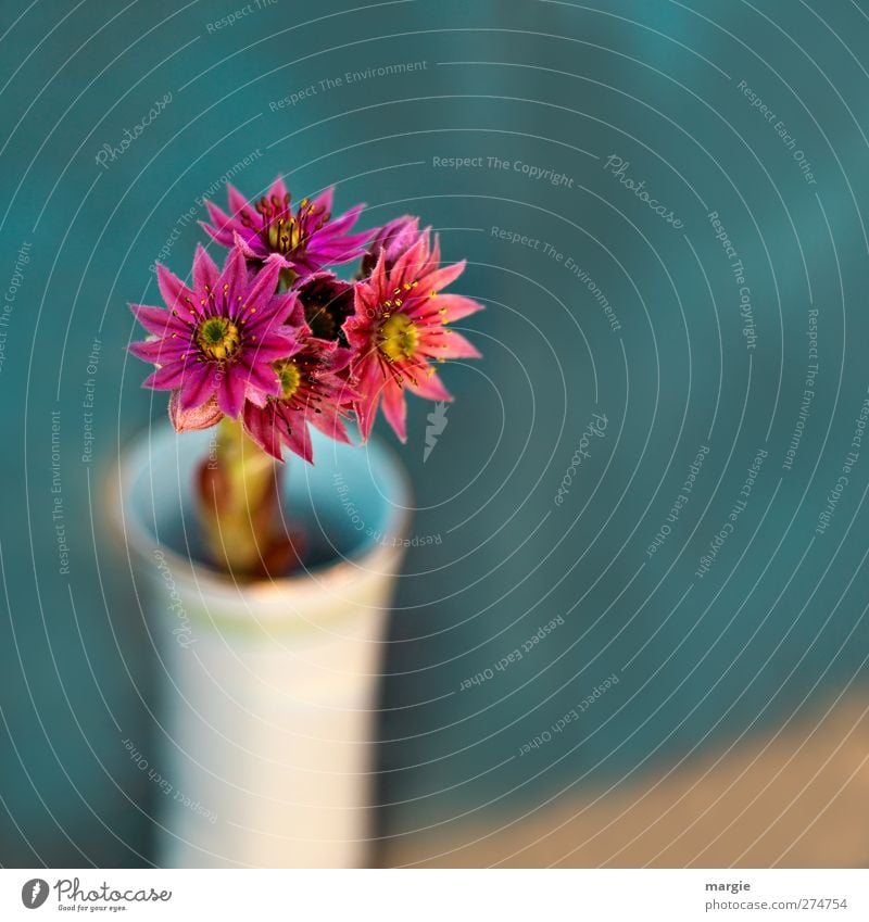 Scharfe Blümchen in einer unscharfen Vase Umwelt Natur Pflanze Blume Blatt Blüte Blühend Duft Wachstum frisch Dekoration & Verzierung Blumenstengel Blumenstrauß