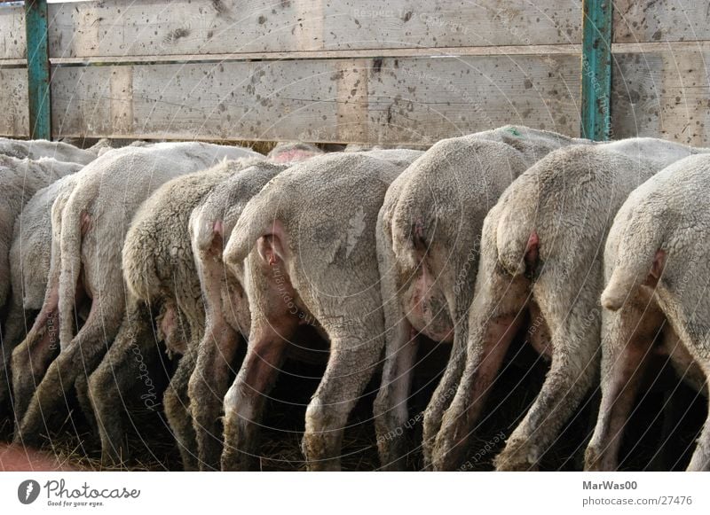 Fütterungszeit Schaf Schwanz Hinterteil Rückansicht Stall füttern Beine Gedränge Schafzucht