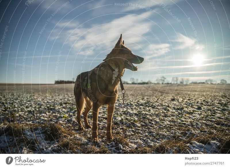 Deutscher Schäferhund Natur Landschaft Pflanze Tier Himmel Wolken Sonne Sonnenlicht Herbst Winter Schönes Wetter Schnee Gras Wiese Feld Haustier Nutztier Hund