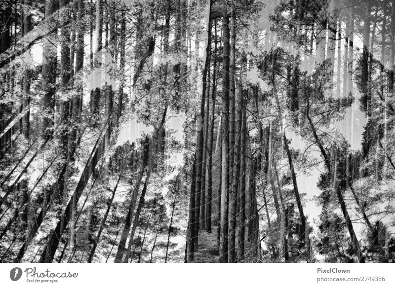 Dark forest Ferien & Urlaub & Reisen Abenteuer wandern Umwelt Natur Landschaft Sonnenaufgang Sonnenuntergang Pflanze Baum Wildpflanze Wald Holz träumen schwarz