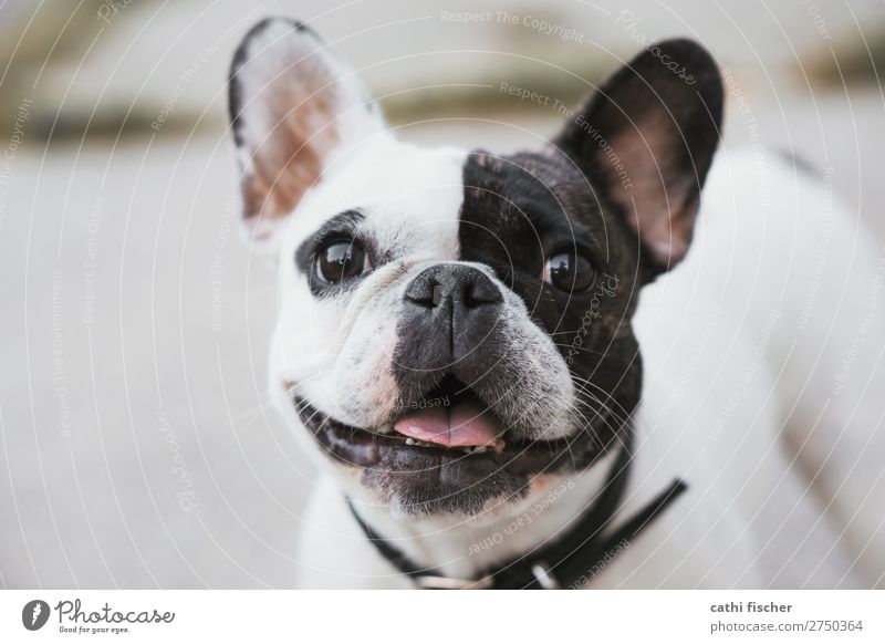 Iggy Tier Haustier Hund Tiergesicht 1 lachen fantastisch Freundlichkeit Fröhlichkeit Glück niedlich schwarz weiß Freude Lebensfreude Bulldogge