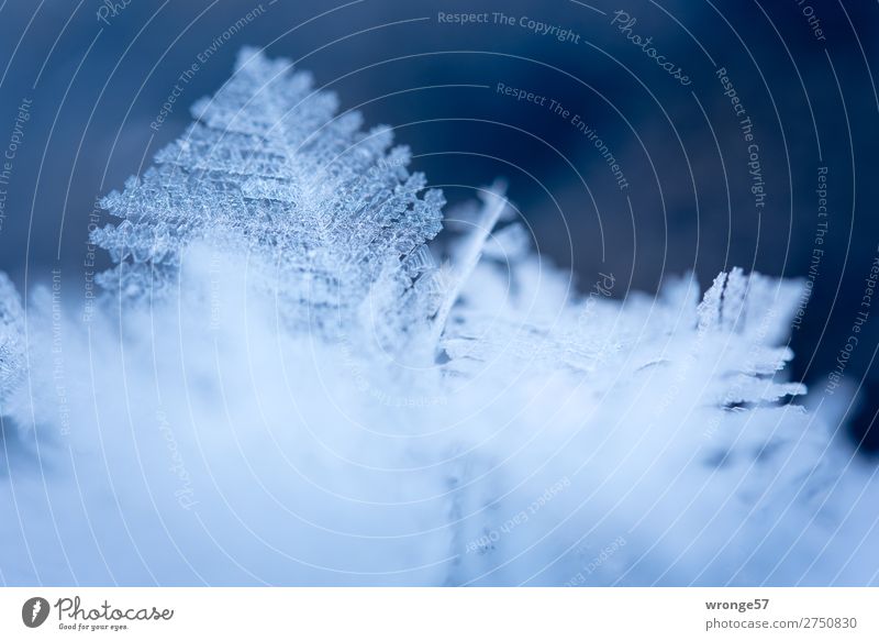 Zartes Eisblättchen I Natur Winter Frost kalt klein natürlich blau weiß Eiskristall Makroaufnahme Querformat Eisskulptur zart zerbrechlich filigran Farbfoto