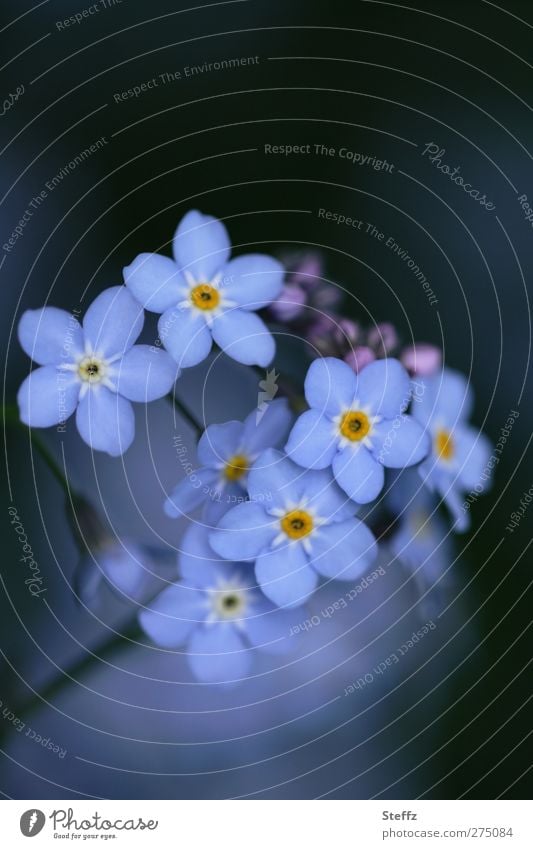nicht vergessen - Vergissmeinnicht Frühlingsblumen zarte Blüten Blume blau romantisch Vergissmeinnichtblüte Valentinstag Geburtstag Glückwünsche dezent