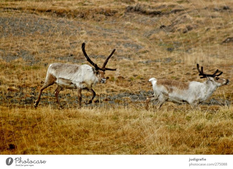 Island Umwelt Natur Tier Hügel Wildtier Rentier 2 Tierpaar laufen natürlich wild Farbfoto Gedeckte Farben Außenaufnahme Menschenleer Tag