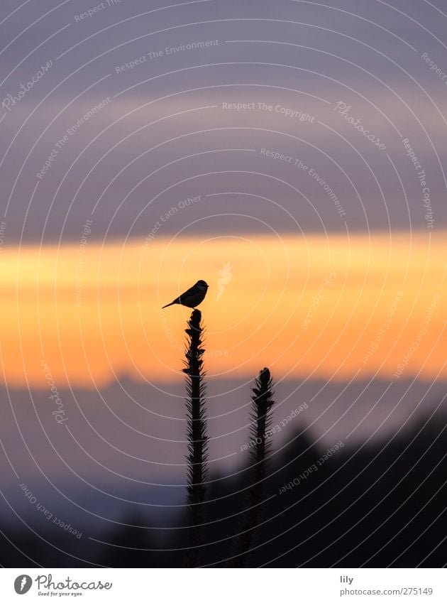 weitblick. Natur Himmel Wolken Sonnenaufgang Sonnenuntergang Wildtier Vogel 1 Tier blau gelb violett Farbfoto Außenaufnahme Textfreiraum oben Morgendämmerung