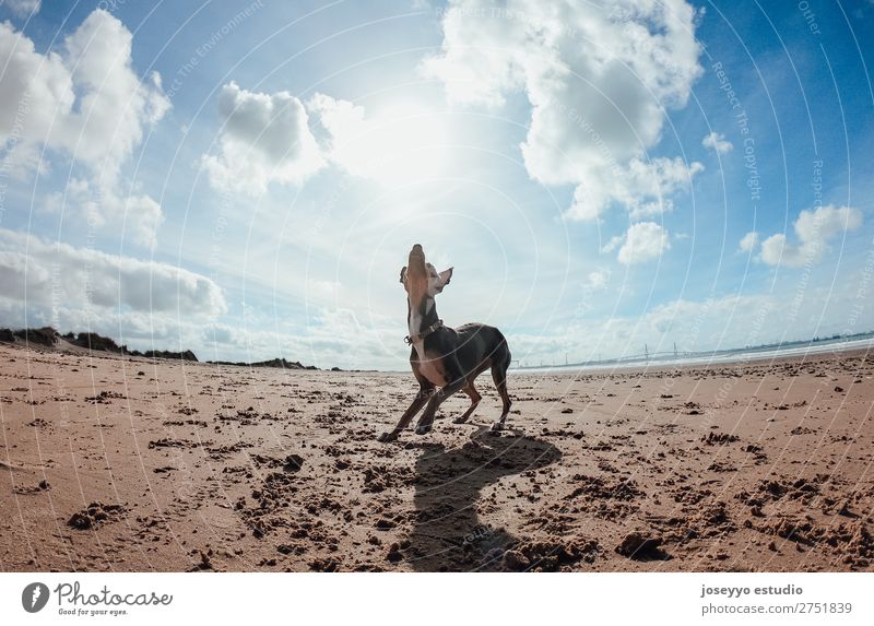 Mini Pincher Hund beim Spielen mit dem Ball am Strand Freude Glück schön Sommer Meer Freundschaft Natur Tier Sand Haustier springen dünn lustig grau Aktion wach