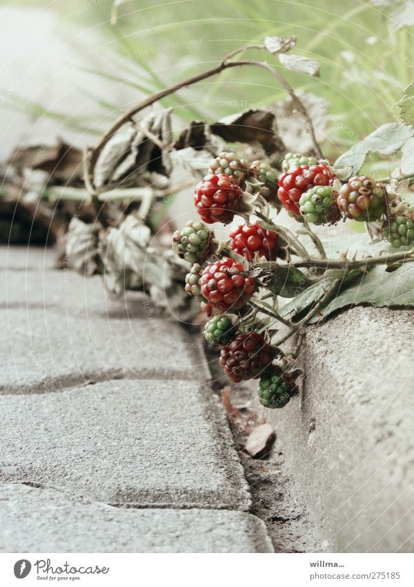 Wegelagerer Frucht Umwelt Natur Pflanze Sommer Herbst Sträucher Wildpflanze Brombeeren Stein grün rot unreif Wegrand welk Dorn Kletterpflanzen Straßenrand