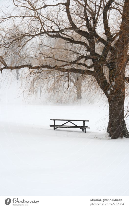 Picknicktisch im Schnee unter einem Baum schön ruhig Winter Tisch Natur Landschaft Wetter Nebel Schneefall frieren trist weiß Gelassenheit Einsamkeit Frieden