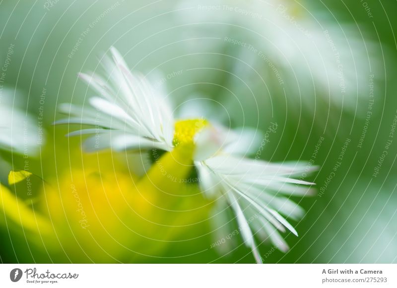 Hiddensee l flower power Umwelt Natur Pflanze Blume Margerite Garten Park Wiese Freundlichkeit Fröhlichkeit frisch schön nah natürlich wild gelb grün weiß