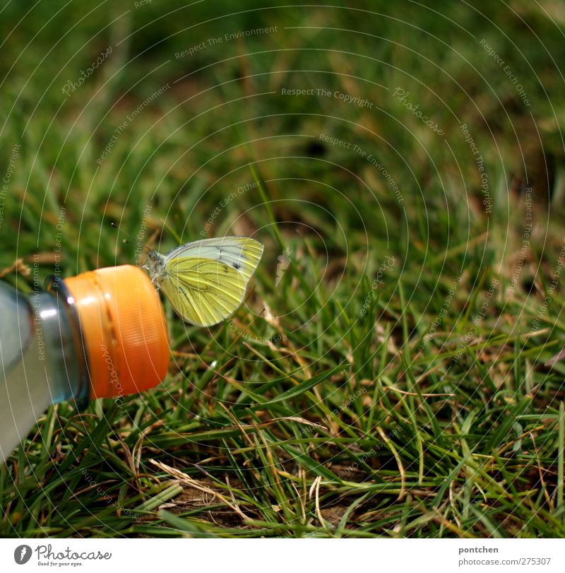 Schmetterling sitzt auf Deckel einer plastikflasche. Mensch und Natur. Nachhaltigkeit, Umweltverschmutzung Flasche Tier Klima Gras Wiese Kunststoff sitzen