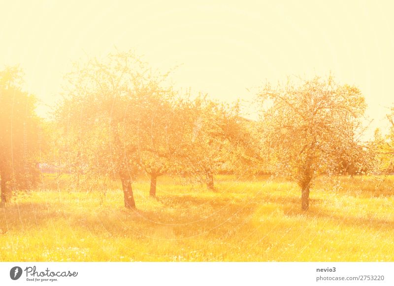 Alte Apfelbäume im Licht der Morgensonne Sommer Sommerurlaub Sonne Natur Landschaft Baum Gras Garten Park Wiese schön gelb gold Gefühle Fröhlichkeit