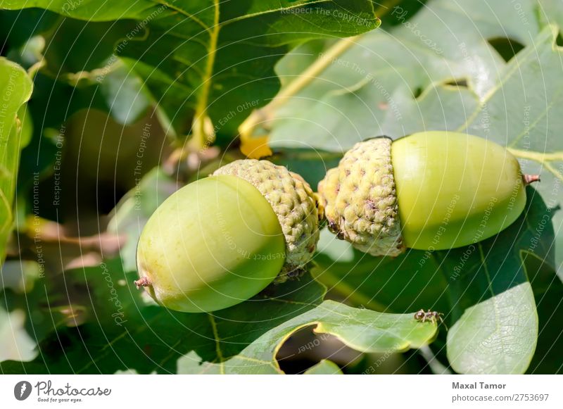 Makro der Eichel Frucht Sommer Natur Baum Blatt Wald Wachstum hell grün Farbe Eicheln Botanik Ast Nut Jahreszeiten Samen Sonnenschein Konsistenz Zweig Holz jung