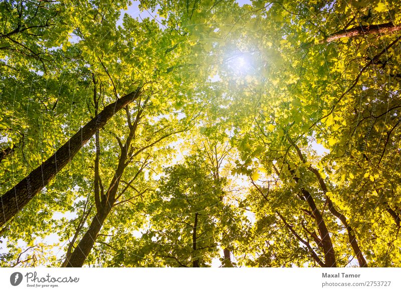 Wald und Himmel mit Sonne Natur Pflanze Baum Blatt Park frisch hell gelb grün Hintergrund Rinde Ast Niederlassungen Licht aufschauend Eiche Rochen Frühling