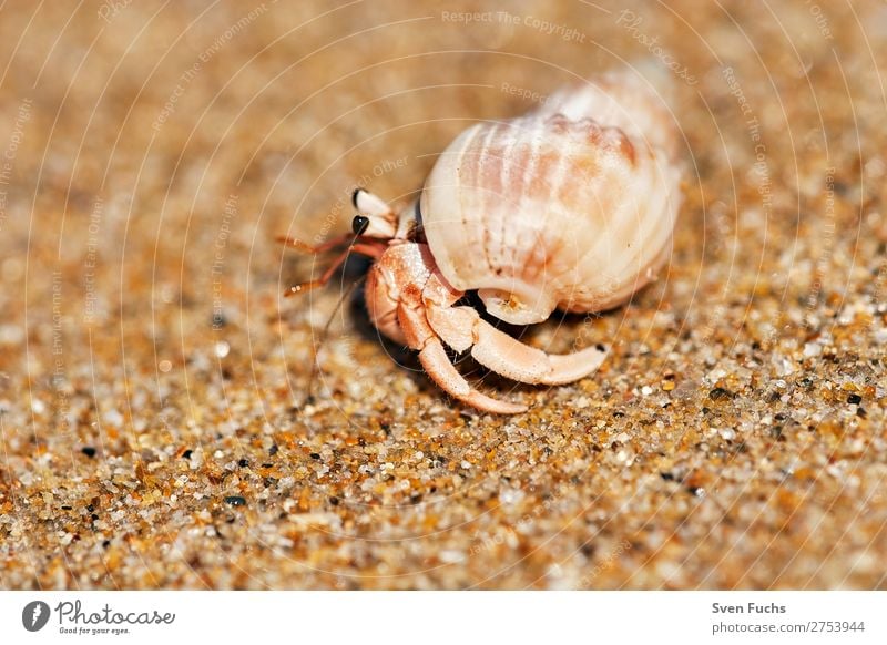Einsiedlerkrebs läuft auf Sandstrand exotisch Ferien & Urlaub & Reisen Sommer Strand Meer Häusliches Leben Haus Natur Tier Wasser Küste Haustier Muschel klein