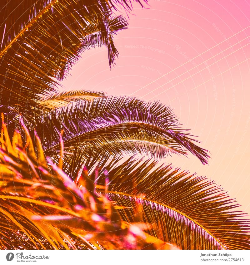 Palme in neon retro Farben Stil schön rosa 2019 Color of the Year 2019 Farbe des Jahres Farbtrends Himmel Korallen Korsika Living Coral Farbkarte