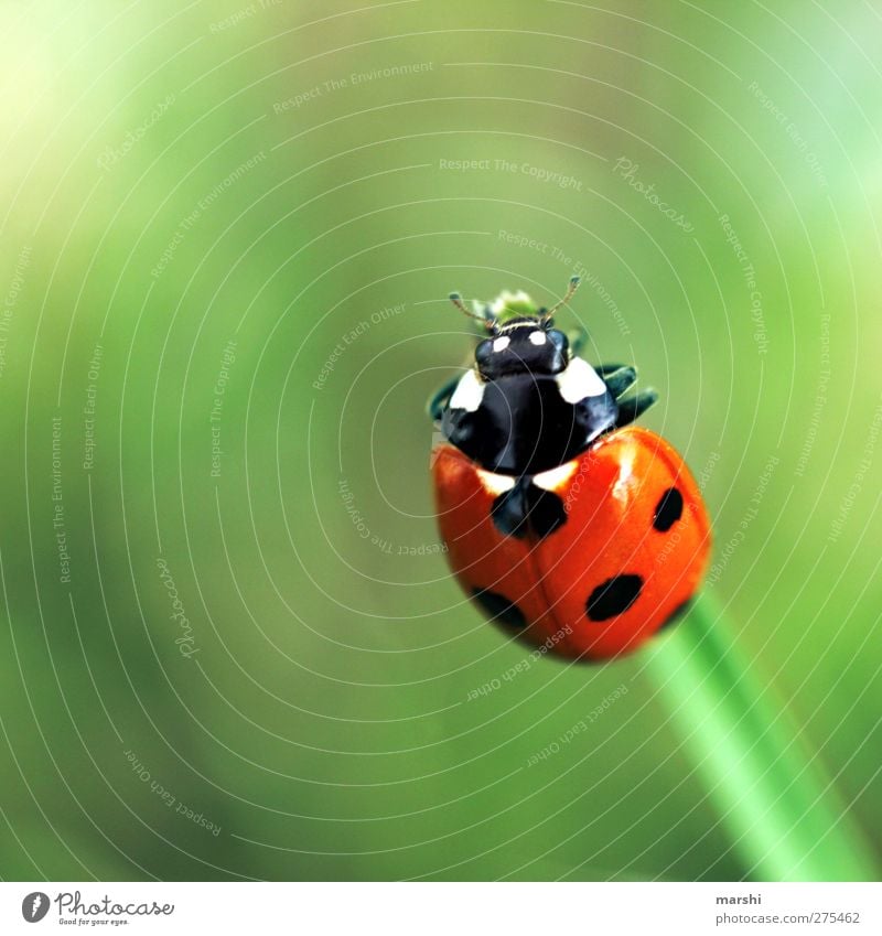 Glücksbringer Pflanze Tier Käfer 1 grün rot schwarz Marienkäfer Punkt klein Schwache Tiefenschärfe Farbfoto Außenaufnahme Nahaufnahme Makroaufnahme Tierporträt