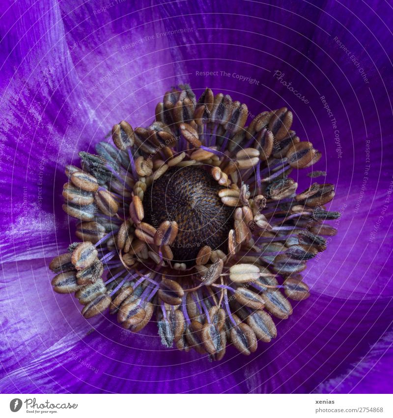 Violette Anemone Frühling Blume Blüte Anemonen Hahnenfußgewächse Blühend braun violett Staubfäden Blütenblatt Farbfoto Studioaufnahme Nahaufnahme Detailaufnahme