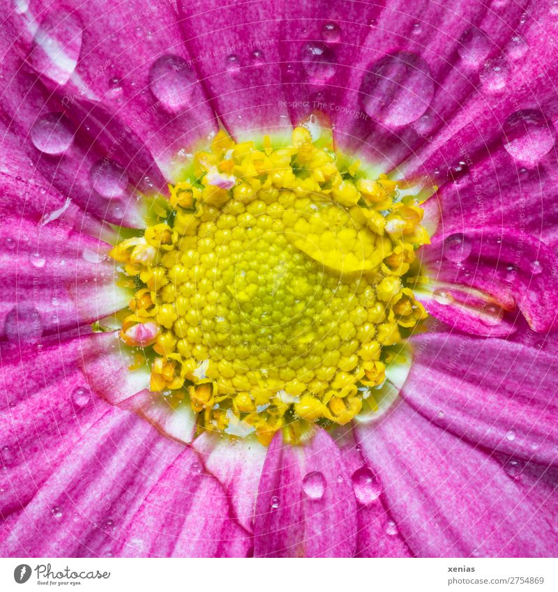 Rosa Margerite mit Wassertropfen Frühling Sommer Blume Blüte Blühend nass gelb rosa Zungenblüte Farbfoto Studioaufnahme Makroaufnahme Textfreiraum unten