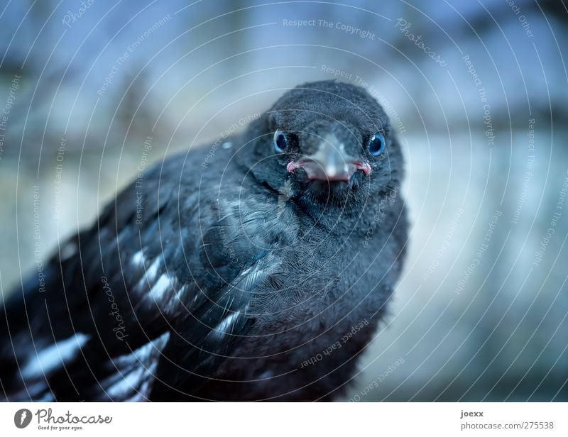 Is was? Tier Vogel 1 Tierjunges hocken Blick blau grau schwarz Rabenvögel Auge direkt anschauend Farbfoto Außenaufnahme Nahaufnahme Menschenleer Kontrast