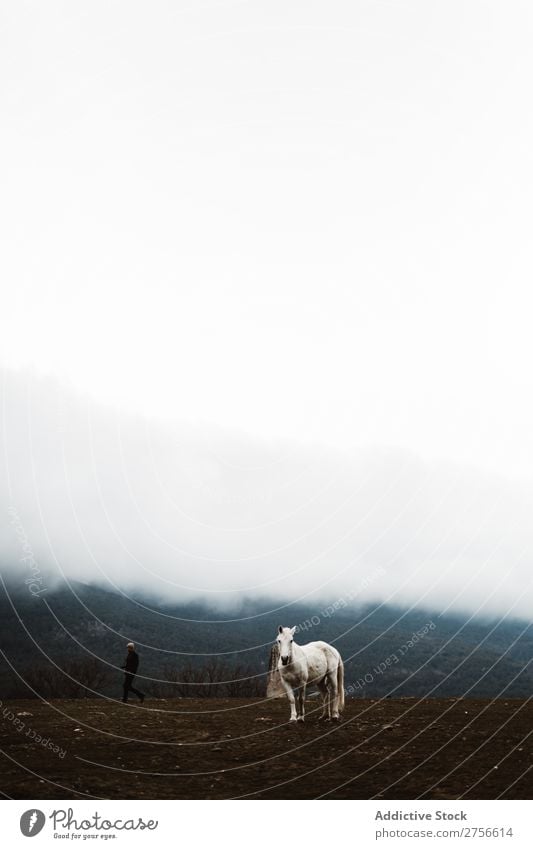 Weißes Pferd am Hang weiß Natur stehen Nebel Boden Hengst pferdeähnlich Freiheit Mähne Bauernhof frei Kraft wild Biest Säugetier stark grau silber schön Tier