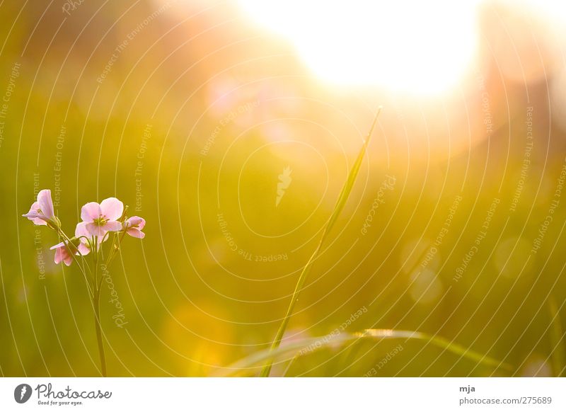 Blume auf der Wiese Pflanze Sonne Sonnenaufgang Sonnenuntergang Sonnenlicht Frühling Schönes Wetter Gras Garten ästhetisch außergewöhnlich fantastisch Wärme