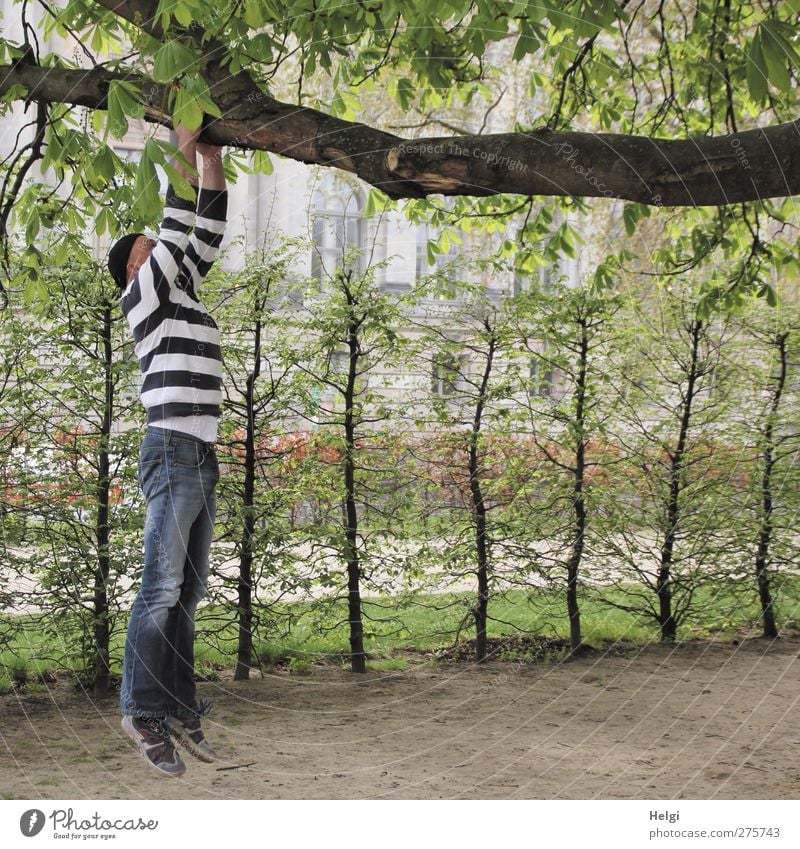 Mann in Jeans und gestreiftem Pulli hängt mit den Armen an einem dicken Ast Freizeit & Hobby Mensch Erwachsene Leben 1 45-60 Jahre Natur Pflanze Baum Sträucher
