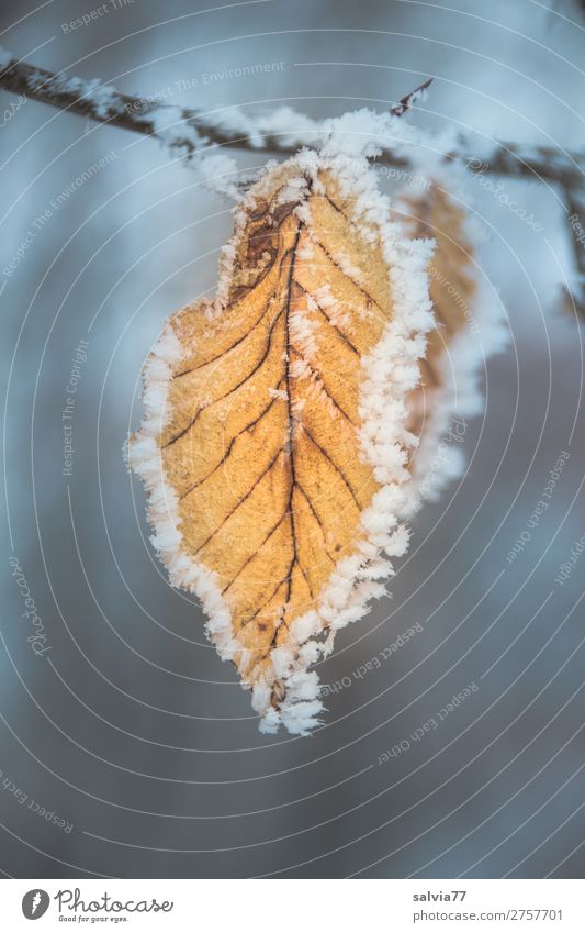 eingerahmt Natur Pflanze Wasser Herbst Winter Eis Frost Blatt Buchenblatt Zweige u. Äste Blattadern Raureif kalt Symmetrie Wandel & Veränderung gefroren