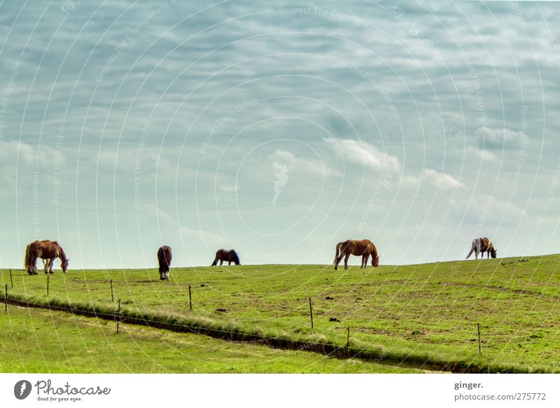 Hiddensee | Pferde am Horizont, eins heißt vielleicht Drama Himmel Wolken Wiese Tier Haustier Nutztier Tiergruppe Herde Fressen Zusammensein grün Weide