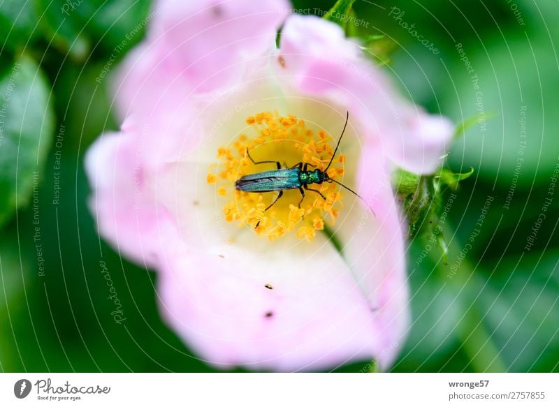 Käfers Sonntagsfrühstück | Tischlein deck dich Natur Pflanze Tier Sommer Rose Blüte Wildpflanze Hagebutten Wildtier 1 Blühend Duft Fressen klein grün rosa schön