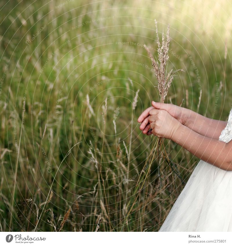 auf der Wiese Kind Mädchen 1 Mensch 3-8 Jahre Kindheit Umwelt Natur Pflanze Sommer Gras Kleid grün weiß pflücken Hand Arme Farbfoto Außenaufnahme Sonnenlicht