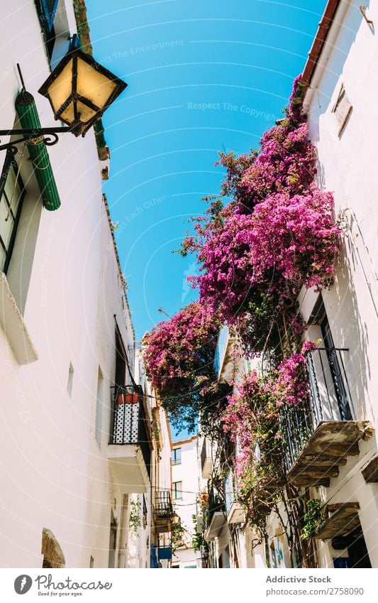 Ländliche Straßen in Cadaques, Spanien costa brava Katalonien ländlich weiß mediterran Dorf traveleurope Spanisch berühmt Sommer Himmel Architektur Ansicht Haus