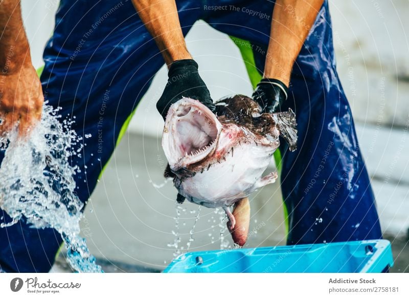 Mann hält einen Seeteufel in der Hand. Fisch Tier blau Kasten Diät Lebensmittel frisch Gesundheit horizontal Eis Industrie marin Markt mediterran Natur
