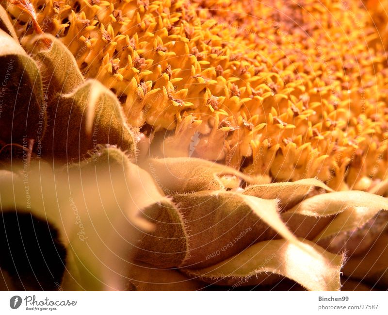 Herbst kommt Sonnenblume Pflanze gelb Samen Blüte Blatt welk
