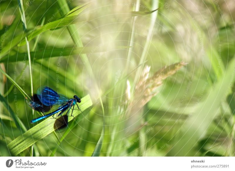 Abflug Tier Gras Wildtier Libelle Insekt Libellenflügel 1 fliegen warten elegant exotisch blau grün türkis Farbfoto mehrfarbig Außenaufnahme Textfreiraum rechts