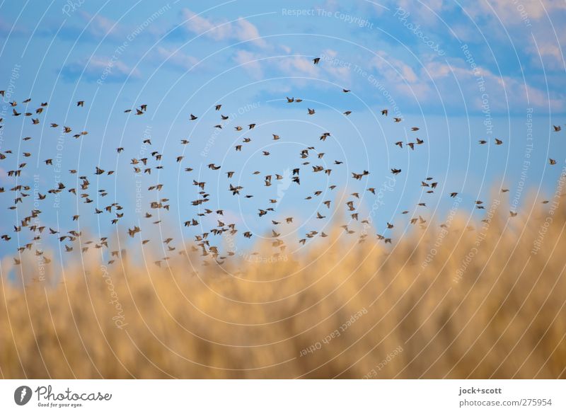 600 Vögel auf den Weg geschickt Natur Himmel Wolken Sommer Getreide Feld Franken Wildtier Vogel Schwarm Bewegung fliegen Zusammensein natürlich oben Freiheit