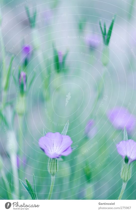 Blütenmeer Umwelt Natur Pflanze Frühling Sommer Blume schön grün violett Blütenkelch Blütenstiel Blütenblatt Farbfoto Außenaufnahme Textfreiraum oben