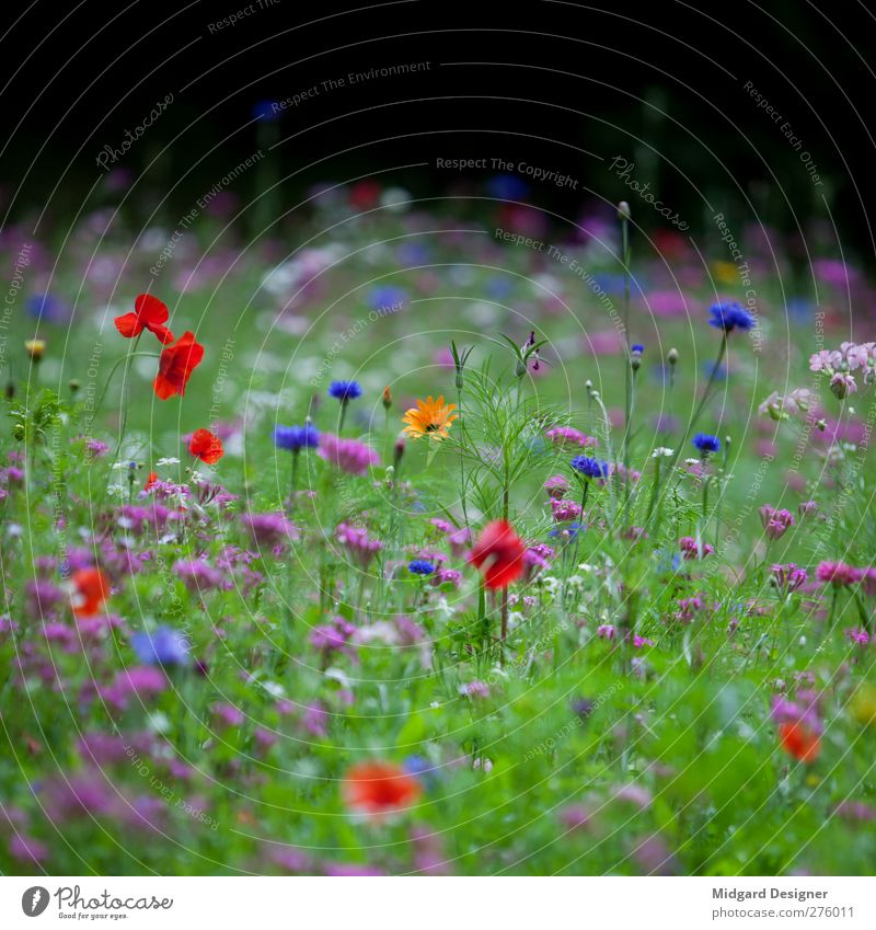 Seltenes Gelb Umwelt Natur Pflanze Frühling Sommer Blüte Kreativität Freude Wiese Wiesenblume rot blau grün Unschärfe Gras frisch Quadrat Erholung Farbfoto