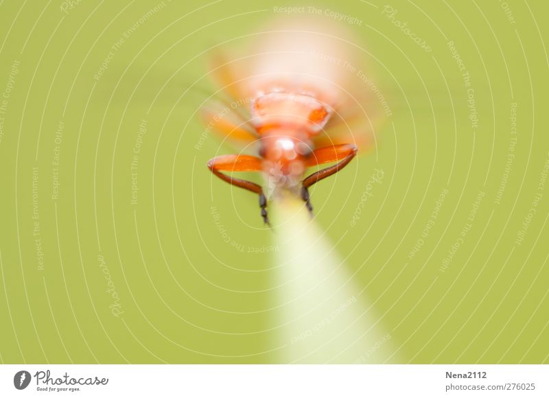 Alles im Griff! Tier Gras 1 festhalten orange Insekt Käfer Käferbein greifen Gleichgewicht Halm Gleichgewichtsstörung Farbfoto Außenaufnahme Nahaufnahme