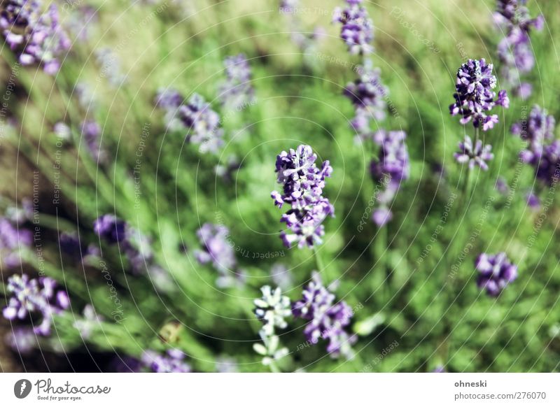 Von oben Natur Pflanze Blüte Lavendel Garten Duft violett Farbfoto Außenaufnahme Menschenleer Sonnenlicht Schwache Tiefenschärfe Vogelperspektive