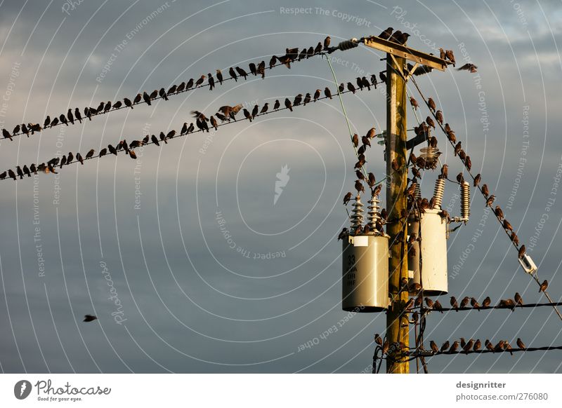 Techno Party Hardware Kabel Energiewirtschaft Himmel Wolken Tier Vogel Schwarm Brunft fliegen sitzen Konflikt & Streit lustig niedlich Hochspannungsleitung