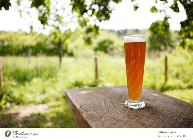 Sommertag Getränk Erfrischungsgetränk Alkohol Bier Landschaft Pflanze Gras Garten Wiese Glas Bierglas Erholung kalt lecker braun gelb grün Frühlingsgefühle