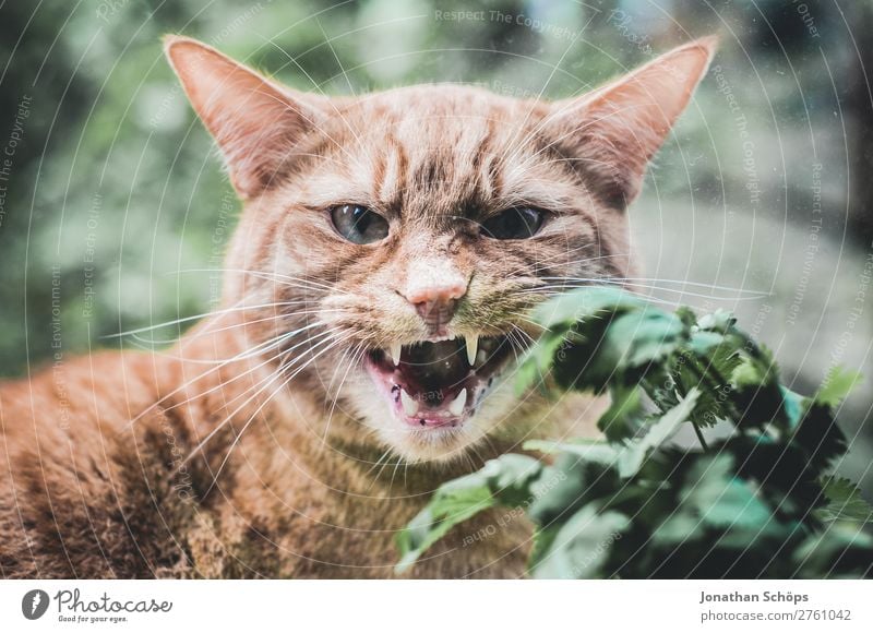 Katze faucht durch das Fenster Tier Haustier Hauskatze Tierliebe Katzenkopf Fensterscheibe Kräuter & Gewürze Fensterbrett fauchen Aggression Angriff Zähne