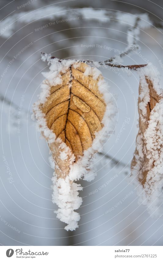 Blatt im Reifmantel Umwelt Natur Wasser Wassertropfen Winter Wetter Eis Frost Schnee Pflanze Zweige u. Äste Raureif ästhetisch kalt braun weiß ruhig