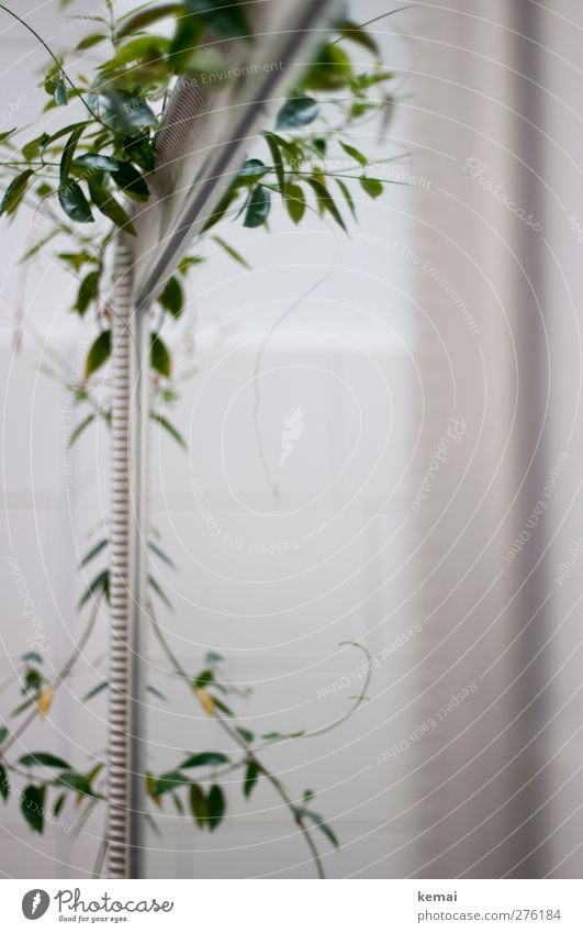 AST5 | Tante Polly's Spiegel Häusliches Leben Wohnung Bad Fliesen u. Kacheln Pflanze Grünpflanze Dekoration & Verzierung hängen Wachstum grün weiß spiegeln