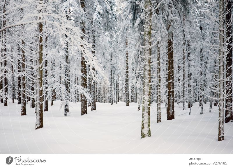 Kühl Umwelt Natur Landschaft Pflanze Winter Klima Klimawandel Eis Frost Schnee Baum Wald kalt schön weiß Gefühle Farbfoto Außenaufnahme Menschenleer