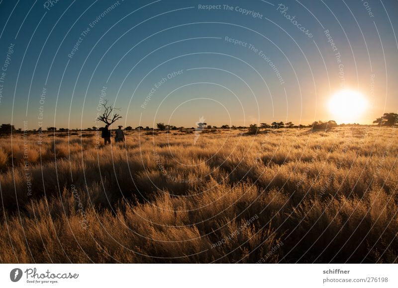 Kalahari Umwelt Natur Landschaft Wolkenloser Himmel Sonnenaufgang Sonnenuntergang Sonnenlicht Schönes Wetter Dürre Pflanze Gras Sträucher Wüste ruhig ästhetisch